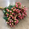 HYPERICUM ROSA SWEET ROMANCE 50 CM